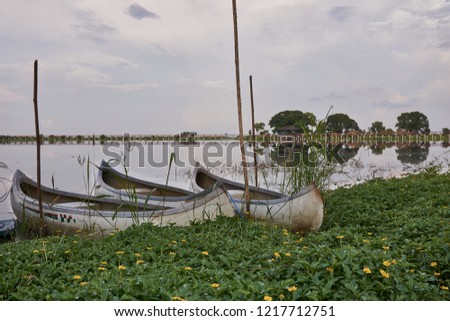 three boat at lake and Creeping daisy