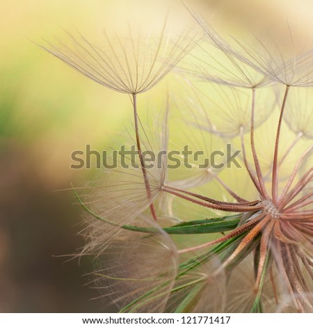 Background of the seeds of a dandelion closeup