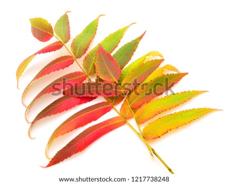 Autumn falling leaves isolated on white background.