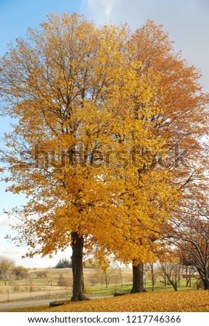 Beautiful colorful maple trees and leaves on the ground. In a rural setting