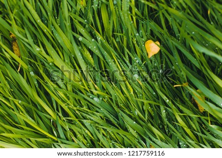 Autumn yellow leaf  in heart shape on green grass. Concept of love and romantic fall