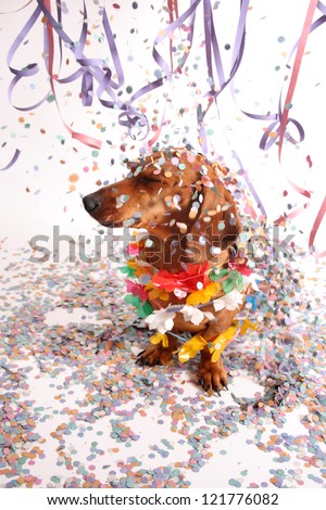 An isolated dachshund on a white background enjoying the party.