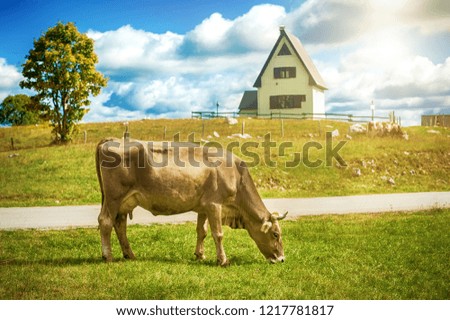 Grazing cows on a pasture near a mountain village. Montenegro landscape with farmland