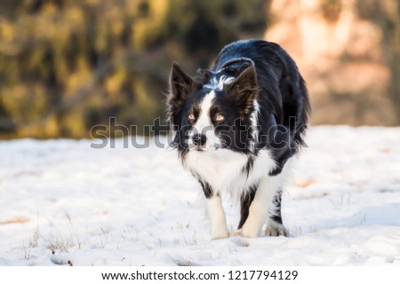 Border collie watching the sheep in the snow