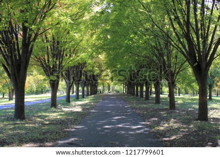 trees along path
