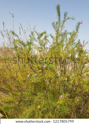 Desert willow (Chilopsis linearis) blossom