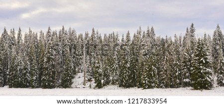 Winter pine forest with trees covered snow

