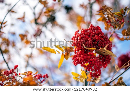 Berries on mountain ash tree closeup