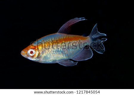 Portrait of aquarium fish - Congo tetra (Phenacogrammus interruptus) isolated on black background