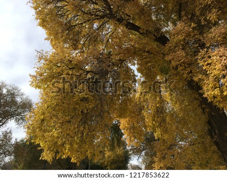 Beautiful enormous tree with yellow leaves in late autumn