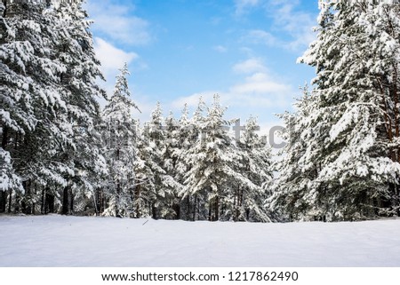 Snow-covered pine tree forest on a sunny day, fir close-up, Latvia
