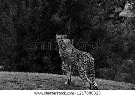 Cheetah, Acinonyx jubatus, walking wild cat. Fastest mammal on the land, Botswana, Africa. Cheetah in grass, dark sky with clouds. Spotted wild cat in nature habitat. Black and white art photo.