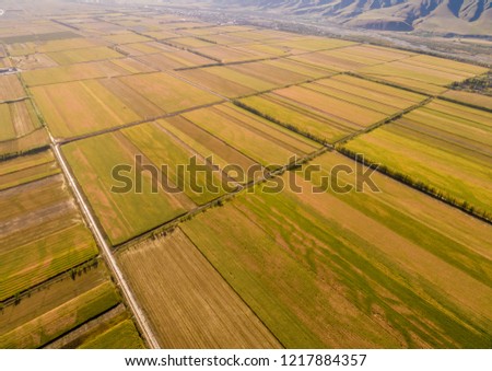 Yellow field and blue sky. The pastoral landscape. The countryside colorful background，Snow mountain background in rural areas 
