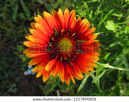 Closeup orange flower. Nature background. Organic texture