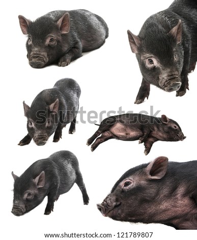 collection of a black farm pig