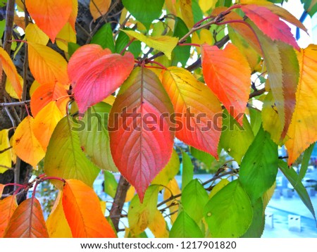 Colourful leafs in Autumn,Korea
