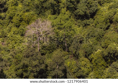 aerial view of forest in summer