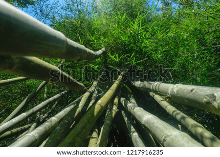 Up view from the ground of green and big bamboo tree trunks in rainforest