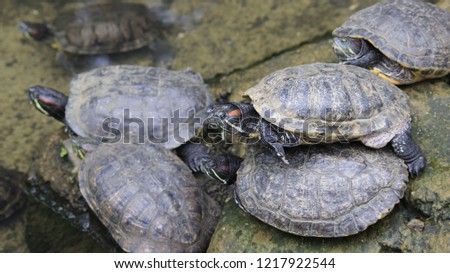 small turtle or turtle together and have a family