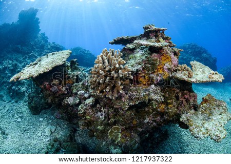 Bleached and Dead Coral Reefs of Ishigaki, Okinawa Japan due to Rising Sea Temperatures Royalty-Free Stock Photo #1217937322