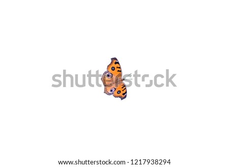 Beautiful Junonia Almana or the Peacock Pansy brown orange yellow butterfly with colorful wings spread open dry-season form , white background copy space for text paste