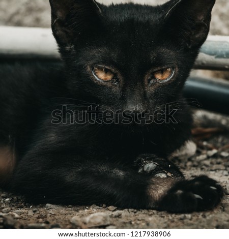 Close up photo for black little cat 