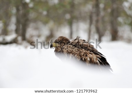 White tailed eagle deep in a snow