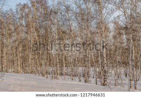 birch forest in winter nature landscape