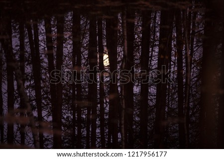 The moon is reflected in the water through the trunks and branches of trees. Twilight, dark, the moon shining between the trees and the autumn forest
