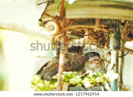 The small bird born to look at the world in the nest, the lamp, the new birth, the focus only specific in the picture only