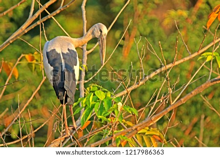 Heron on branch