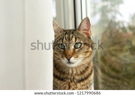 portrait of a tabby cat and his reflection in the window