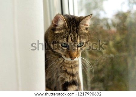 portrait of a tabby cat and his reflection in the window