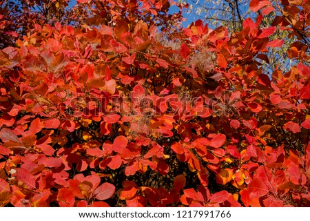 Rhus cotinus, the European smoketree. Cotinus coggygria. Smoke bush, Venice sumach. Autumn landscape with red trees. Royalty-Free Stock Photo #1217991766