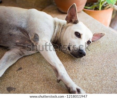 A white dog is sleeping on the floor. It is a stray dog that reserve the public area on the ladder to be its. It was lying down comfortably on the brown marble floor.