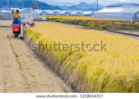Rice harvesting work