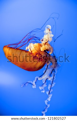  Jellyfish close up while swimming down in the deep blue sea