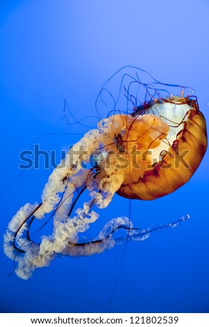 Orange  Jellyfish close up in the deep blue sea
