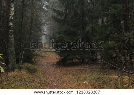 path that passes through the coniferous forest
