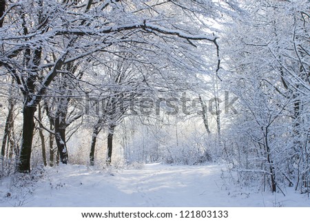 white winter forest in snow on blue sky background