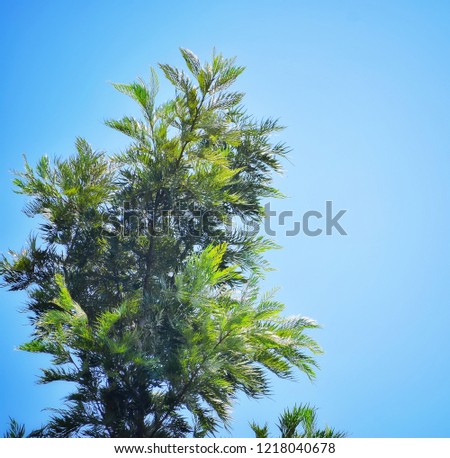 Portrait view of silver tree with bushes.