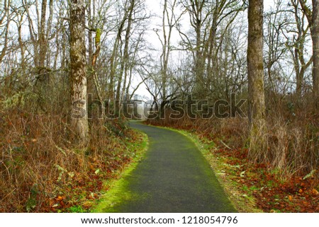 a picture of an exterior Pacific Northwest forest path