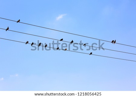 birds on electricity wires