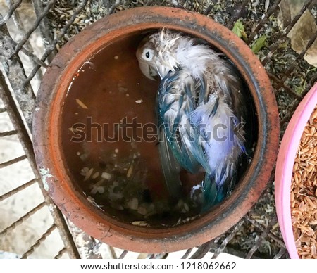Dead blue-white lovebird in the orange water bowl.
