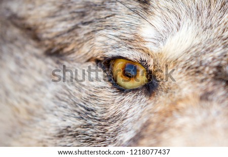 Eyes wolf close up. Look predator.