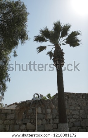 Palm tree and sun. stone wall 