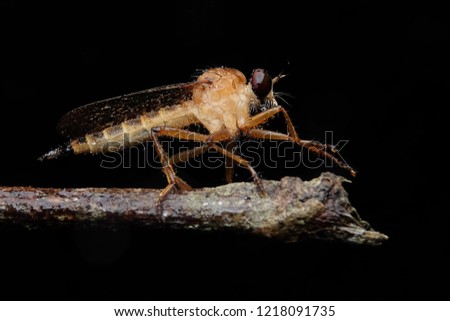 Robber fly gold
