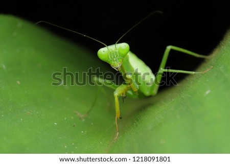 green mantis asia