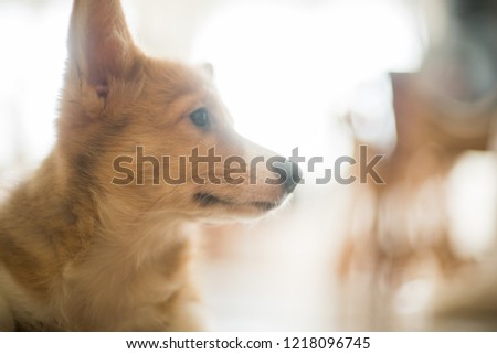 close up welsh corgi puppy 