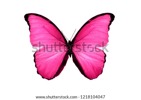  pink butterfly isolated on white background